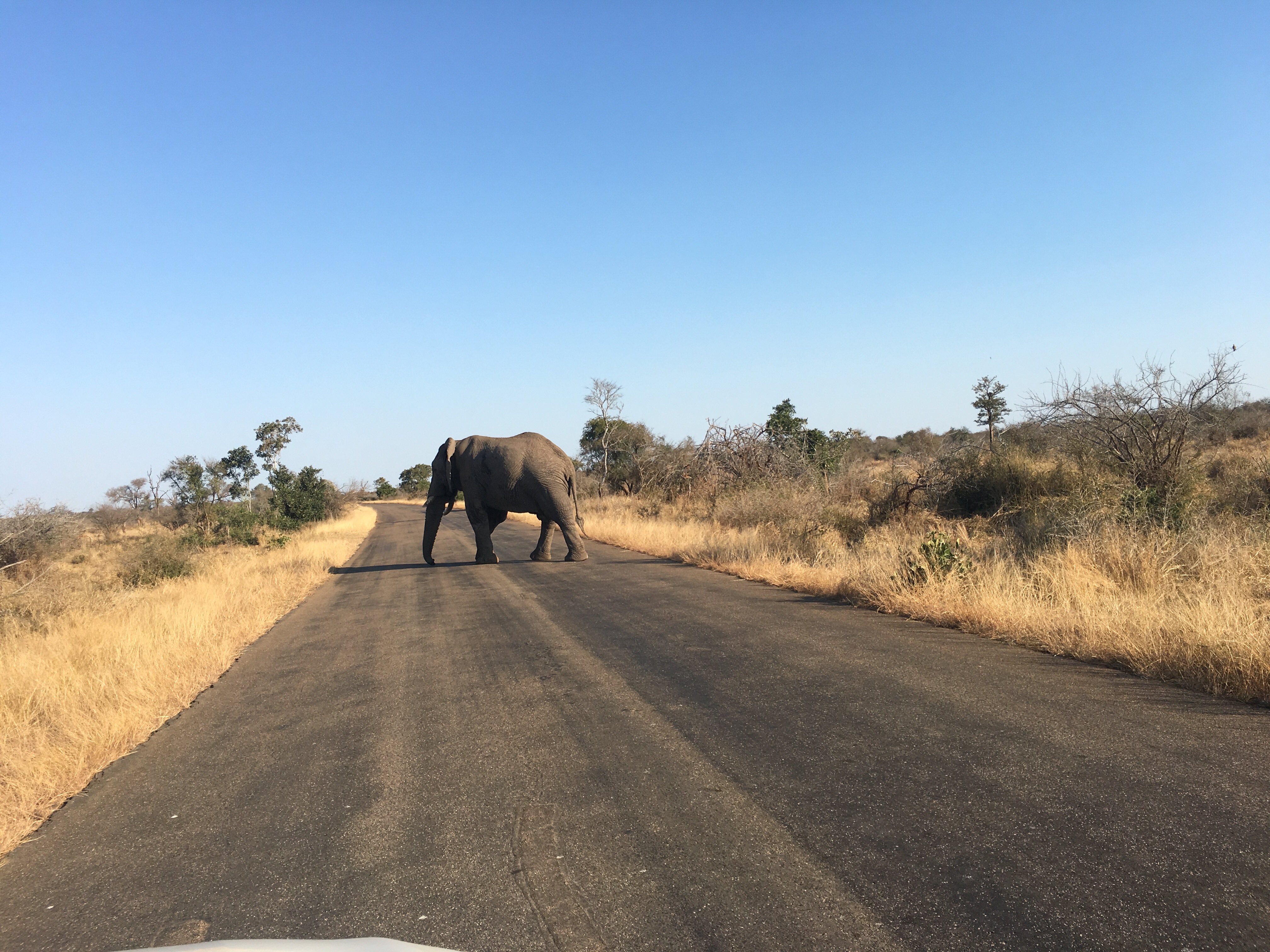 Safari in Südafrika