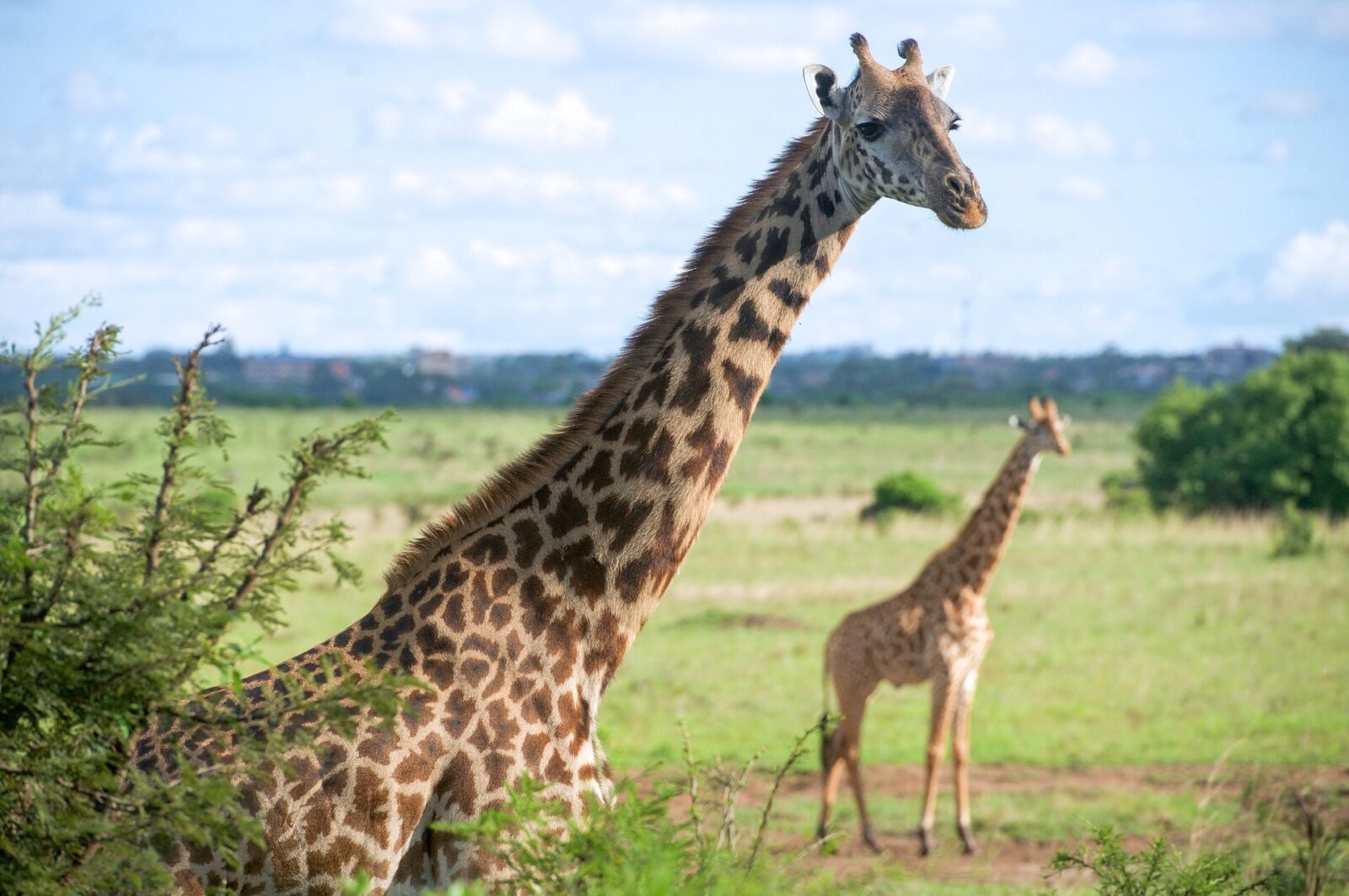 Für 916€ in der Lufthansa Business Class nach Kenia