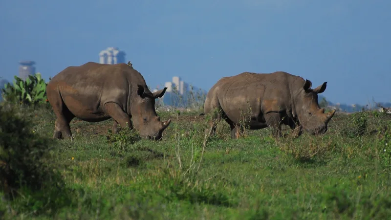 In der Business Class nach Nairobi nur 1.120 Euro