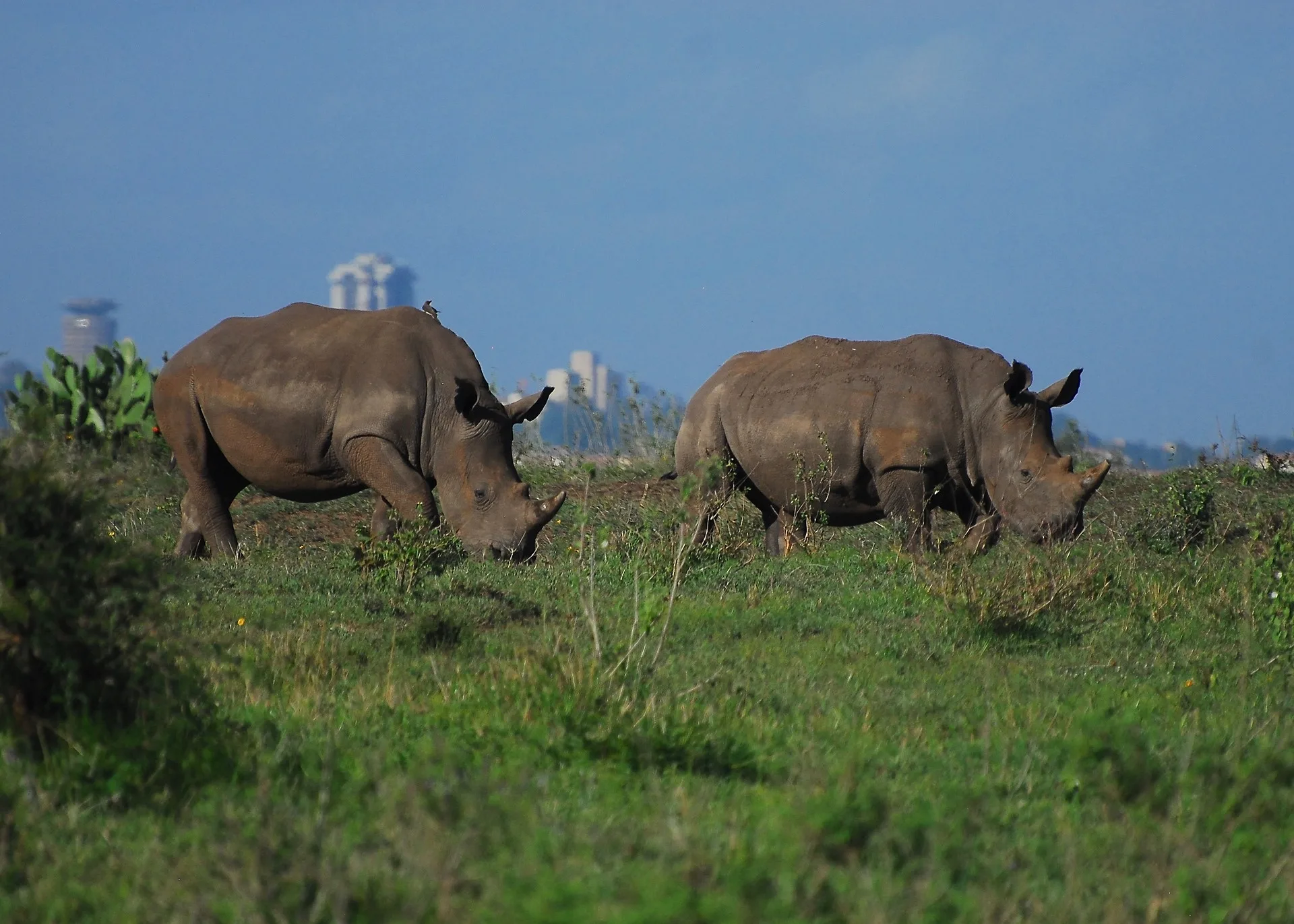 In der Business Class nach Nairobi nur 1.120 Euro